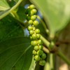 &PEPPER Raw Pepper Salted in Cambodia, 0.9 oz (25 g),