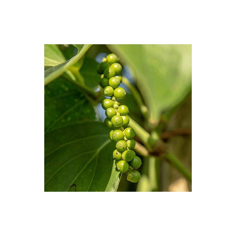 &PEPPER Raw Pepper Salted in Cambodia, 0.9 oz (25 g),