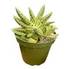 4-Inch Rooted Gasteria Pillansii Succulent Plant – Live Indoor Houseplant,