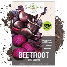 Seed Needs, Bull's Blood Beet (Beta vulgaris) BULK Pack of 2,000 Seeds Non-GMO