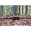 BASU eALARM Plus 120db Emergency Alarm Personal Safety Tripwire Camping