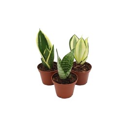Mini Snake Plant Assortment from California Tropicals