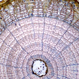Eisco - 10 Pack Prepared Microscope Slides of Tilia Old Stem Cross Section 25x77mm Glass Stained Annual Ring Structures in Storage Box