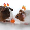 Jamntower 2 Sets Fall Guinea Pig Costumes Autumn Guinea Pig