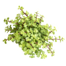 Succulents Plants Live Indoor Plants, Portulacaria Afra Live Houseplants, Live Succulents Live Plants Indoor Succulent Plants, Indoor Plant Real Succulents Plants House Plants by Plants for Pets