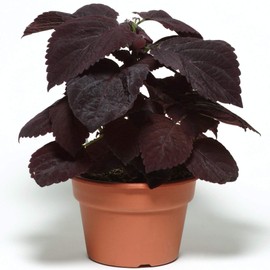 Outsidepride Coleus Dark Chocolate - 20 Seeds