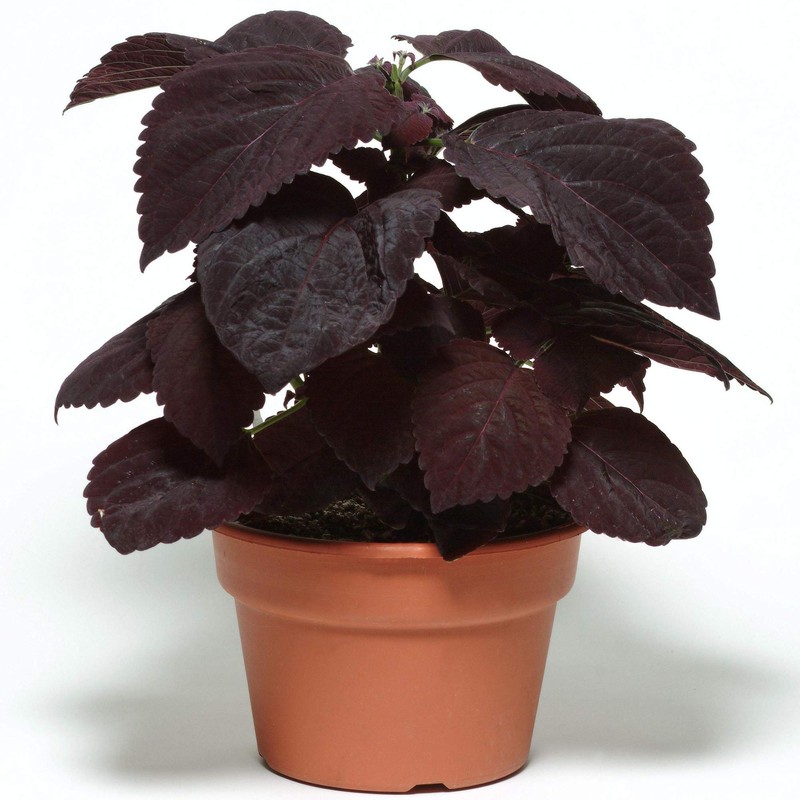 Outsidepride Coleus Dark Chocolate - 20 Seeds