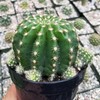 Echinobivia Hybrid Rainbow Bursts Cacti Cactus Succulent Real Live Plant