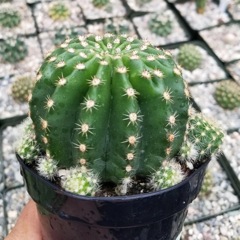 Echinobivia Hybrid Rainbow Bursts Cacti Cactus Succulent Real Live Plant