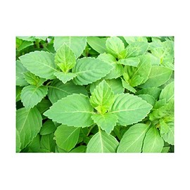 100+ Indian Rama Tulsi Holy Sacred Basil Seeds Green Leaf Heirloom Non-GMO Tulasi Herb Grows Big Fragrant Grown in USA