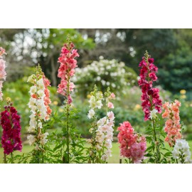 Earthcare Seeds Snapdragon Maximum Mix 2,000 Seeds (Antirrhinum majus) Heirloom - Open Pollinated