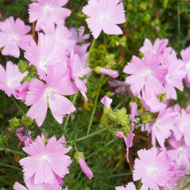 Outsidepride Rosea Musk Mallow Hollyhock Seeds - 2,000 Pcs Perennial, Long-Blooming, Heat & Drought Tolerant Flower Seeds with Tall, Shrubby Blooms for Cottage Gardens & Cut Flowers