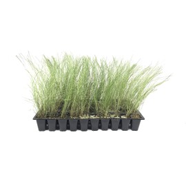 Muhly Grass | 30 Live Plants | Muhlenbergia Capillaris | Pink Plumes, Ornamental Grass, Low Maintenance, Drought Tolerant, Landscaping Plant, Fall Blooming, Garden Accent, Perennial