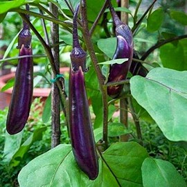 500 Long Purple Eggplant Seeds Heirloom, Premium Non-GMO, Open Pollinated, US Grown Seed, Always Fresh!