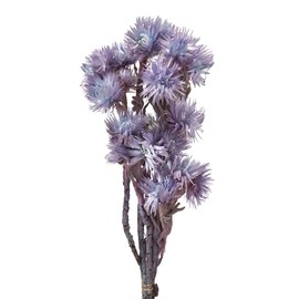 Daichi Noen DO032000-642 Silver Daisy, Blue, Purple, Dried Flowers, Color