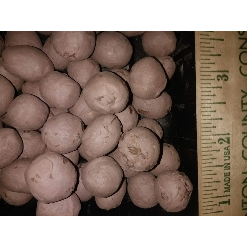 Milkweed Monarchy 100 Organic Milkweed Seed Balls - Enhance Garden,