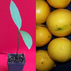 Luc's Mexican Achachairu Yellow Garcinia Vleerackeii Mangosteen Fruit Tree Plant Tkprotec