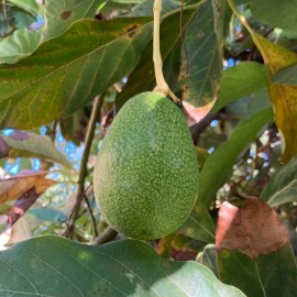 Tyler Farms 100+ Bacon Avocado Seeds | USA Grown | Non GMO, naturally grown