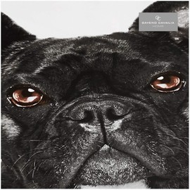 Gaveno Cavailia WILDLIFE 3D BULL DOG Bed Set with Duvet Cover and Pillow Case Multi, Polyester-Cotton, Black, Single
