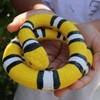 SWAXIGON Snake - Realistic Fake Rubber Snake Toy - Small
