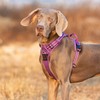 Dog Harness No Pull Adjustable Reflective Step-in Soft Nylon For