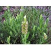 Palm Beach Medicinal Herbs - Yellow Lavender (Lavandula Viridis) -