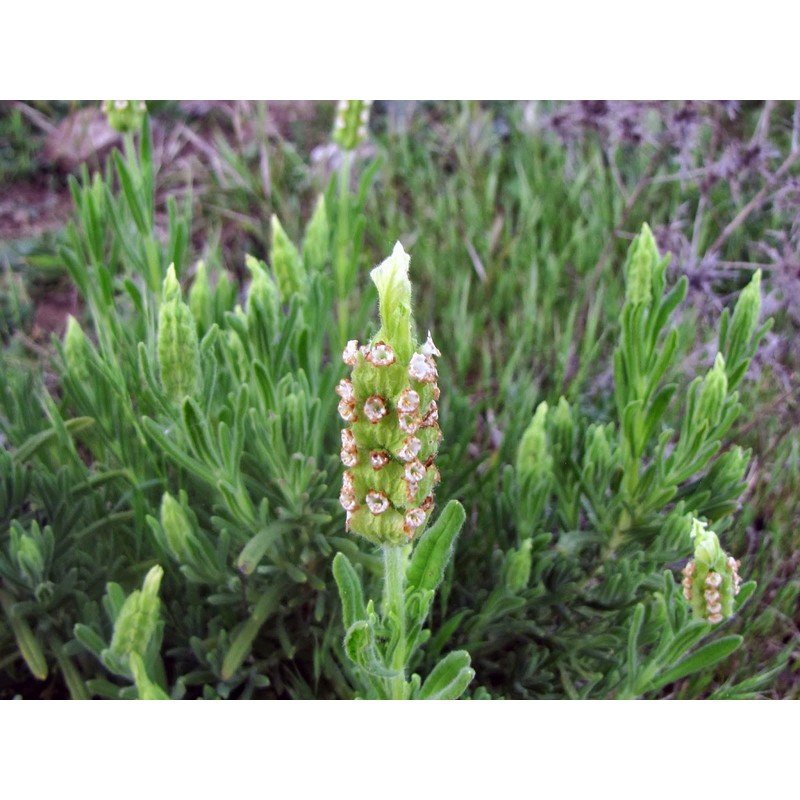 Palm Beach Medicinal Herbs - Yellow Lavender (Lavandula Viridis) -
