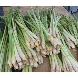 Lemongrass Fresh 12 Stalks from TastePadThai. Free Fresh Kaffir Lime Leaves