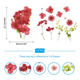 PATIKIL Dried Pressed Flowers, Real Dry Leaves Flowers for Scrapbook Supplies Card Making Resin Jewelry Making Soap Candle DIY Crafts, Multicolor