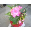 Plastic Artificial Lotus Flower with Black Square Procelain Pot