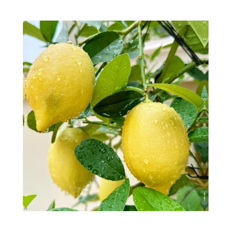 Generic 30pcs Perfume Lemon Seeds - Grow Your Own Bonsai