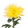 Farm Fresh Natural Yellow Spider Mums - Yellow - 60
