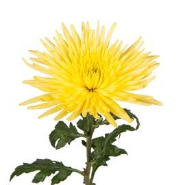 Farm Fresh Natural Yellow Spider Mums - Yellow - 60 Stems