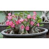 Gardenera Desert Rose Potting Soil - Support The Resilience and