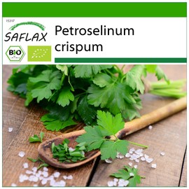 SAFLAX - Organic - Plain Leaved Parsley - 600 Seeds - Petroselinum crispum