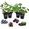 Wekiva Foliage Berry Variety Pack - 4 Live Starter Plants - Grow An Edible Berry Garden