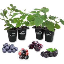 Wekiva Foliage Berry Variety Pack - 4 Live Starter Plants - Grow An Edible Berry Garden