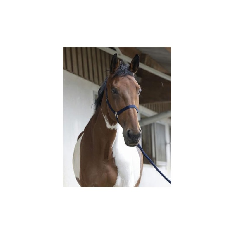 Divers Various Headcollar and Lead Rope Colours Navy Blue Size