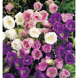 FUN AND GROW SEEDS: Seeds Canterbury Bells Mix Double Biennial Flowers for Planting