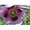 Giant Purple Poppy Papaver Somniferum Premium Seed Packet