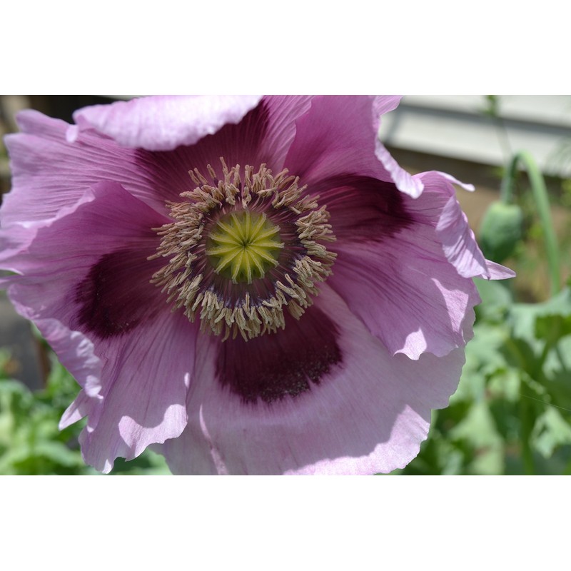 Giant Purple Poppy Papaver Somniferum Premium Seed Packet