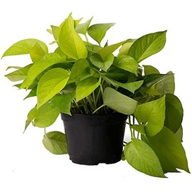 American Plant Exchange Neon Pothos Easy Care Real Live Plant, 6" Pot, Top Indoor Air Purifier, Neon Green Foliage
