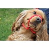 L&J Pets UK All in one Headcollar Lead/Halter/Head Collar To