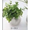 Cute Round Photocatalyst Houseplant
