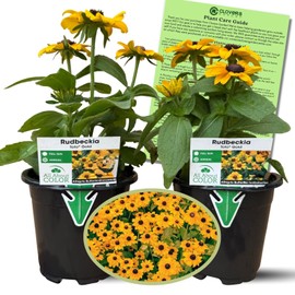 Clovers Garden Black Eyed Susan Toto Gold (Rudbeckia hirta) Plants - Two (2) Live Plants – Non-GMO - Not Seeds - Each 4" to 8" Tall – in 4" Inch Pots - Compact, Pollinator Friendly
