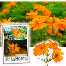 Sulphur Dwarf Orange Cosmos Flower Seeds - 100+ Seeds Per Packet, (Isla's Garden Seeds), Scientific Name; Cosmos bipinnatus, Wonderful Gardening Gift