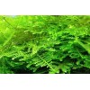 Moss/Plant Christmas Moss,Subwasser - Susswassertang 2oz