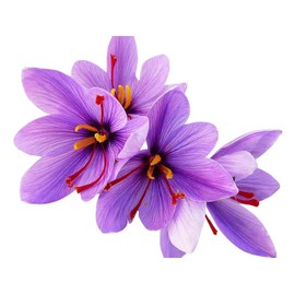 50 Saffron Crocus Sativus Corms Bulbs -Large 9 Cm Corms - Instructions Will be Included