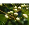 live plant Two plants 2-3 year old Washington hawthorn (Crataegus