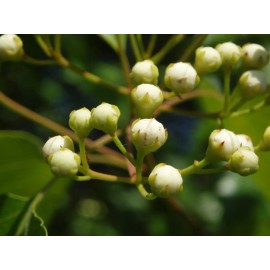 live plant Two plants 2-3 year old Washington hawthorn (Crataegus phaenopyrum)